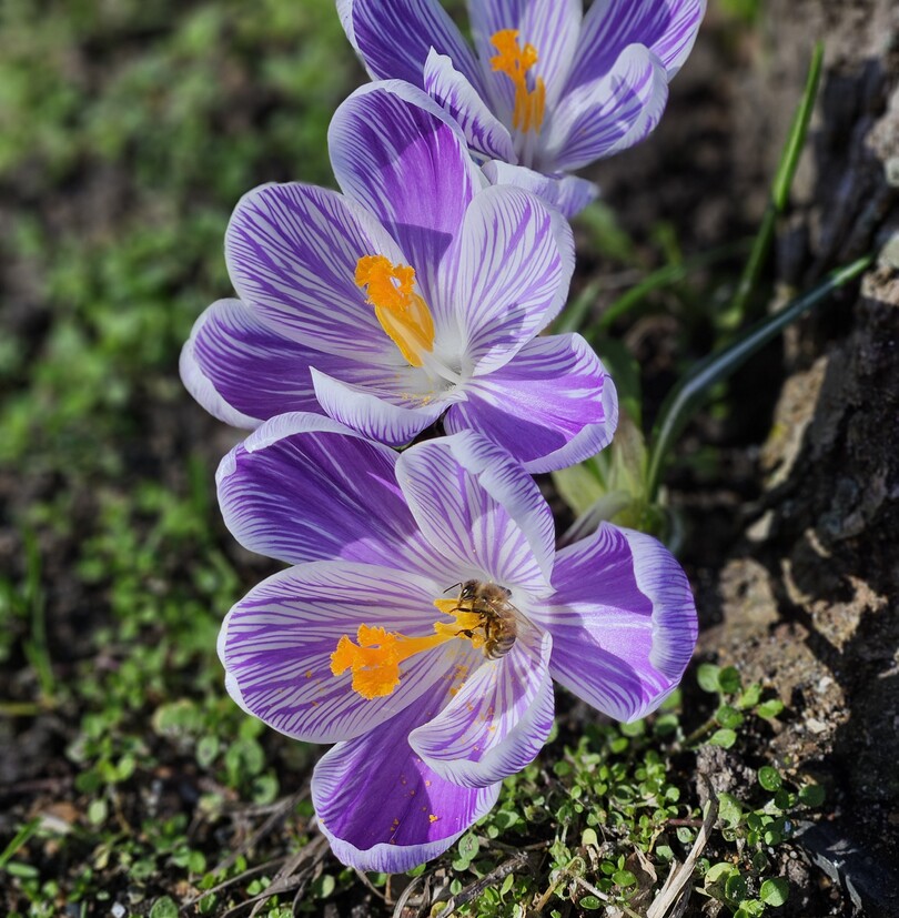 Krokus